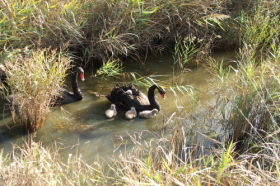 Riverside TAS Attractions