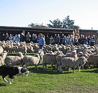 Curringa Farm - Accommodation and Farm Tours - Attractions