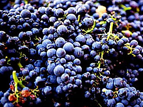 Laurel Bank Vineyard - Attractions 0