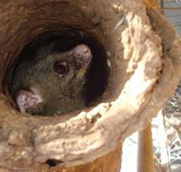 Mulga Sanctuary and Wildlife Park - Attractions