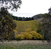 Mt Bera Vineyards - Attractions