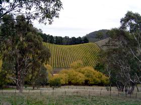Mt Bera Vineyards - Attractions 0