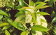 Tumbeela Native Bushfoods - thumb 0