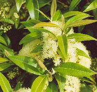 Tumbeela Native Bushfoods - Attractions