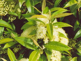 Tumbeela Native Bushfoods - Attractions 0