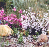 Stokes Bay Bush Garden - Attractions