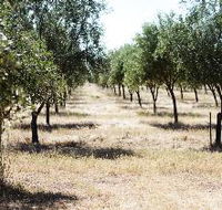 Talinga Grove Olive Oils - Attractions