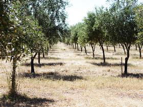 Talinga Grove Olive Oils - Attractions 0