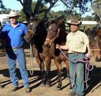 Coffin Bay Brumby Preservation Society Incorporated - Attractions
