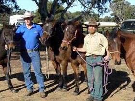 Coffin Bay Brumby Preservation Society Incorporated - Attractions 0