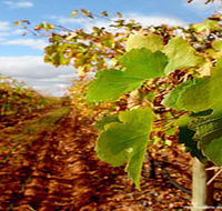 Mirabella Vineyards - Attractions