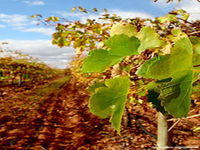 Mirabella Vineyards