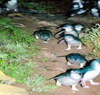 Penneshaw Penguin Centre - Attractions