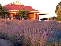 Bella Lavender Estate