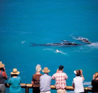Whale Watching At Head Of Bight - Attractions