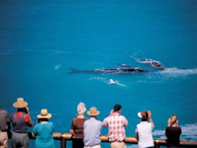 Whale Watching At Head Of Bight - Attractions 0