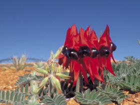 Alan Mclellan Lookout Port Augusta