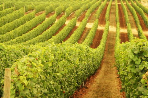 Schild Estate Wines - Attractions 0