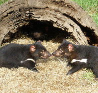 Wing's Wildlife Park - Attractions