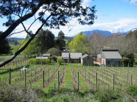 Wilmot Hills Vineyard - Attractions 0