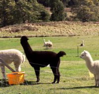Maydena Country Cabins Accommodation  Alpaca Stud - Attractions