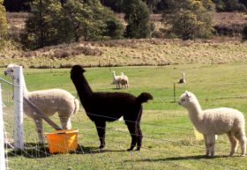 Maydena Country Cabins Accommodation & Alpaca Stud - Attractions 0