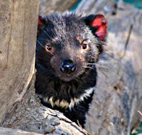 Trowunna Wildlife Sanctuary - Attractions