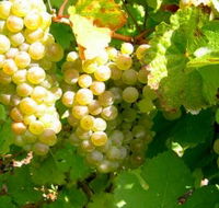 Winstead Vineyard - Attractions