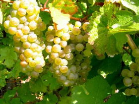 Winstead Vineyard - Attractions 0