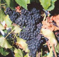 Darlington Vineyard - Attractions