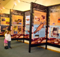 Platypus Experience - Attractions