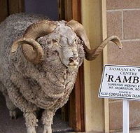 Tasmanian Wool Centre - Attractions