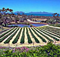 Kate's Berry Farm - Attractions