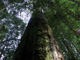 Styx Big Tree Reserve - Attractions 0