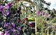 Thelma Retreat Garden And Teahouse - thumb 0
