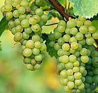 TP Vineyards - Attractions