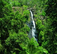 Kondalilla National Park - Attractions