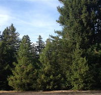 Pialligo Redwood Forest - Attractions