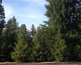 Pialligo Redwood Forest - Attractions 0