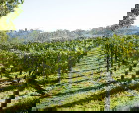 Surveyor's Hill Vineyards - Attractions 0