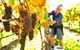 Native Point Wines - thumb 0