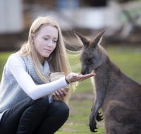 Bonorong Wildlife Sanctuary - Attractions