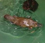 Platypus House - Attractions