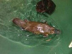 Platypus House - Attractions 0
