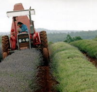 Bridestowe Lavender Farm - Attractions