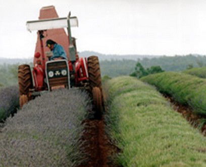 Bridestowe Lavender Farm - Attractions 0