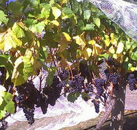 Palmara Vineyard - Attractions