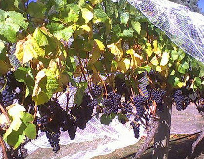 Palmara Vineyard - Attractions 0