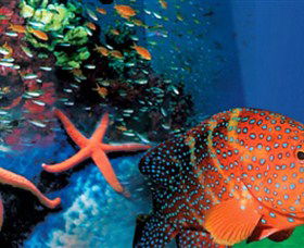 Indo Pacific Marine - Attractions 0