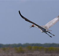 Gayngaru Wetlands Interpretive Walk - Attractions